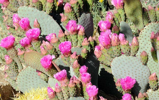 Beavertail Pricklypear is a small cactus that grows up to about 15 inches or so. It has flattened pads with spines lacking or few on one variety. Plants prefer elevations up to 3,000 or more (5,500) depending on the variety. Opuntia basilaris
